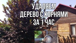 Удаляем дерево с корнями за 1 час