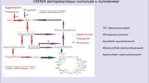 Жировой обмен (регуляция)