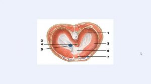 11 Диафрагма. Курс по вокалу