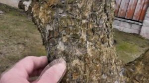 Побелка деревьев - Wagner W-550 (пульверизатор, краскопульт, краскораспылитель) Краска для деревьев