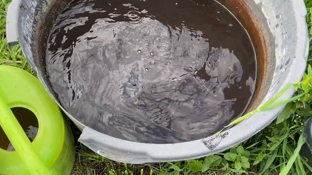 Томаты без фитофторы. В открытом грунте до заморозков.