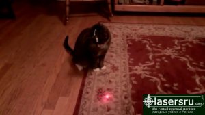 Кошка и лазер