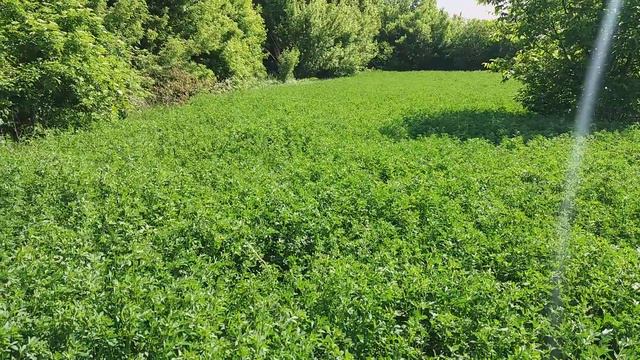 Люцерна 2018 года ( начало сезона ) смотреть онлайн