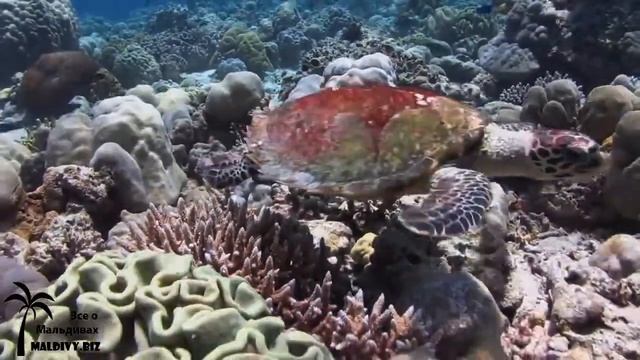 Атолл Лавиани. смотреть онлайн