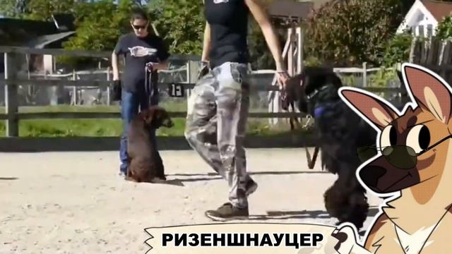 ТОП 10 САМЫХ ЛУЧШИХ СТОРОЖЕВЫХ СОБАК ДЛЯ ЧАСТНОГО ДОМА! | ТЕЛЕГРАММ В ОПИСАНИИ | К р у т о й П Ё С
