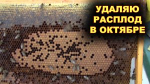 Удаляю расплод из семей в октябре - перед морозами.