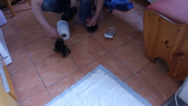 Хто хочет сабака? Бездваздмездна (т.е. дадом). смотреть онлайн