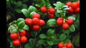 брусника протёртая с сахаром