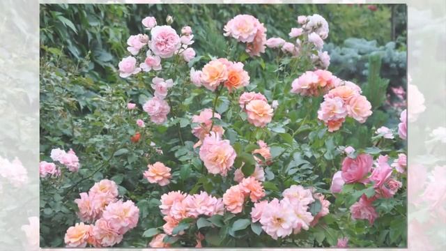Aprikola Rose, Kordes, Floribunda смотреть онлайн