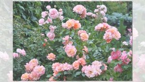 Aprikola Rose, Kordes, Floribunda