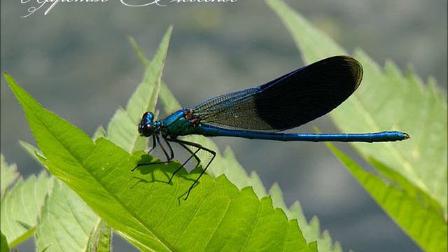 Ты жизнь моя! 13.03.2019 смотреть онлайн