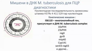 Молекулярно-генетические исследования в диагностике туберкулеза