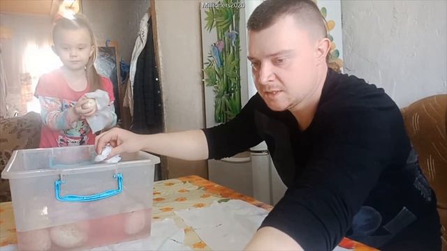 Инкубация гусиных яиц смотреть онлайн