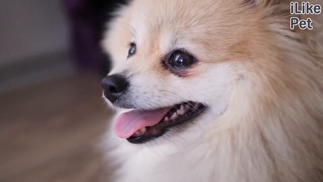 10 пород собак, которые идеально подходят для жизни в городе смотреть онлайн