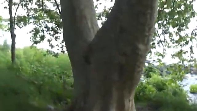 Вековые деревья Платаны смотреть онлайн