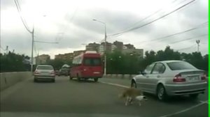 Собаки трахаются на трассе! ПРИКОЛ!