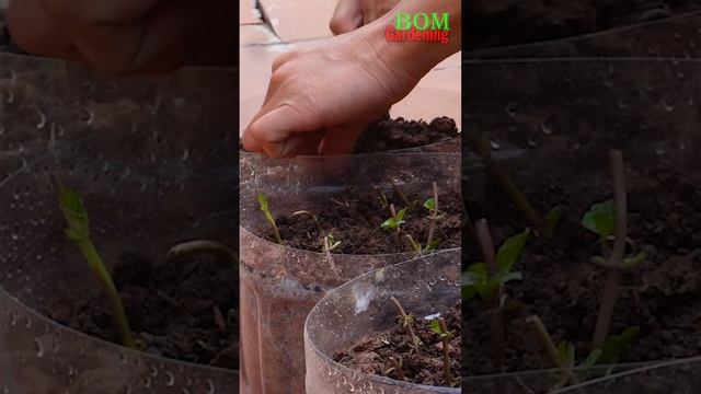 Grow mint plants from mint root sprouts