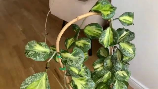 Обзор на Hoya Obovata variegata splash. Крупная и мощная лиана которую я обстригла. смотреть онлайн