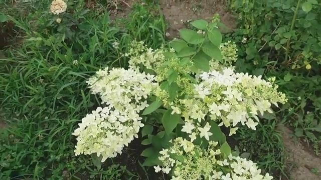 метельчатые гортензии и кусочки моего сада на 29 июня Маленький смотреть онлайн