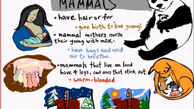 Classification Of Vertebrate Animals | Mammals | Birds | Reptiles | Amphibians | Comparison смотреть онлайн