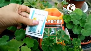 Гусеницы на пеларгонии. Обработка от гусениц