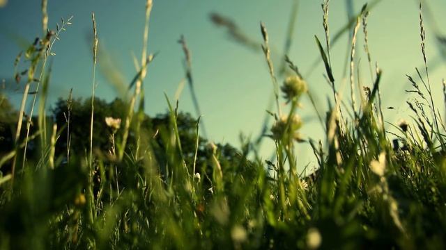 Чувствуют ли растения боль? смотреть онлайн