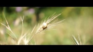 Meopta Openar 80mm f2.8. Test on Sony Nex 5