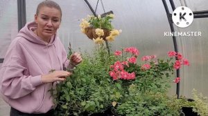 Как сохранить ТРАВЫ зимой? Мята, мелисса, душица, розмарин зимовка растений в подвале, советы и опы