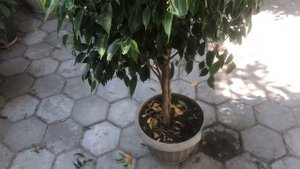 743. Осенняя обрезка фикусов Бенджамина. Продолжаю формировать крону. Пересадка фикуса.