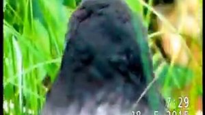 ПАРА СЕРЫХ ВОРОН ОБЕРЕГАЕТ ПТЕНЦА ОТ ОПАСНОСТИ