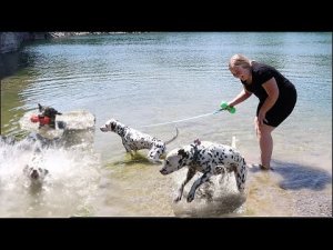 Deaf Dalmatian Puppy's First Time Swimming.mp4