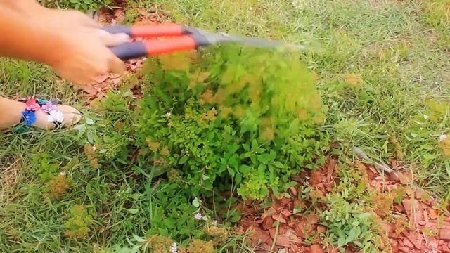 Стрижка спиреи