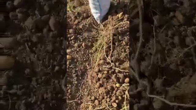 Картофель Санта ООО ЮгИмпорт Марченко Кущевская #Shorts смотреть онлайн