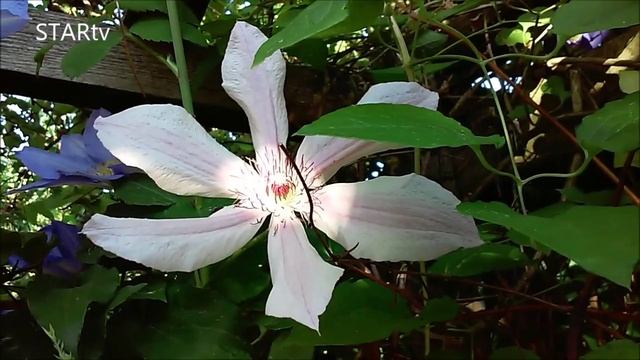 clematis Jan Paweł II смотреть онлайн
