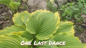 Хоста One Last Dance весной