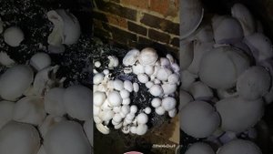 Шампиньены в домашних условиях.