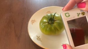 Томат Изумрудное яблоко, дегустация и замер нитратов
