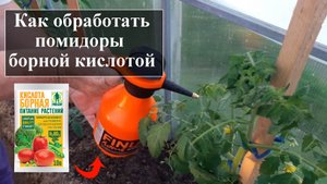Борная кислота для помидоров как поливать и опрыскивать