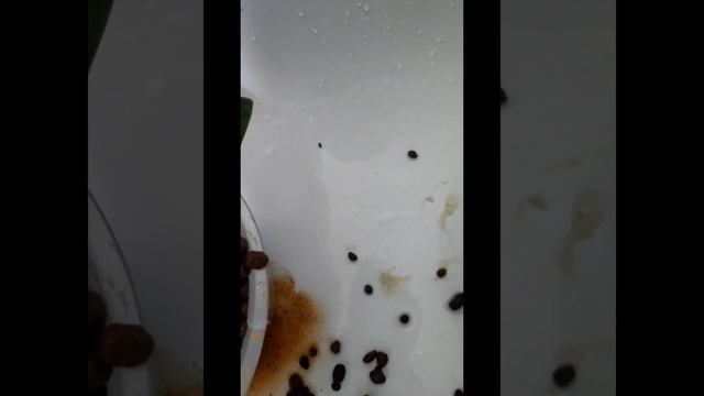 Орхидея Элегантная Джулия. #орхидеи #керамзит #цветы смотреть онлайн