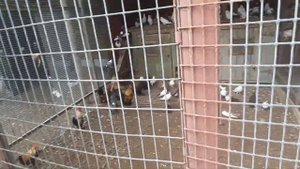 Частный зоопарк.  Крым.  Белогорский рн.  п.  Ароматное.