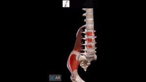 Хронические боли внизу живота и в паху