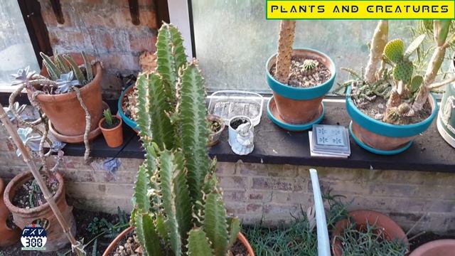 Euphorbia Trigona Rubra  - African Milk Barrel