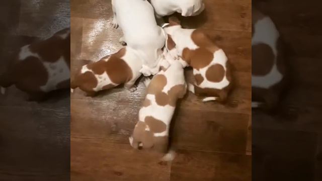 Стаффордширский терьер 1,5 мес смотреть онлайн