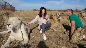 Анна Долуда и 20 львов Парк Львов Тайган