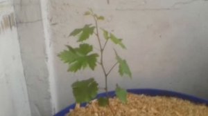 Выращивание винограда на балконе,месяц май,часть 4
