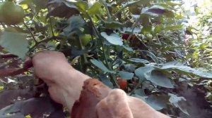 Томат Зульфия.