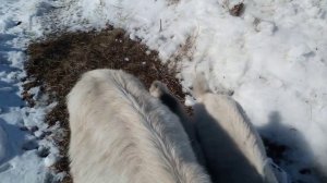 Нужны ли козы в хозяйстве? Заводить козу или нет?