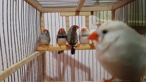 Купил на ярмарке новых птиц!!! Зебровые амадины,наращиваем поголовье !