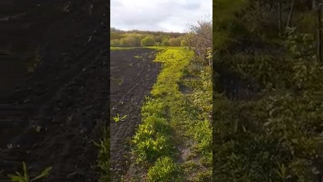 Лето в деревне Романовского района саратовской области.