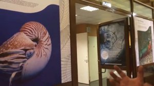 Как видит мир моллюск Наутилус (Nautilus Pompilius)